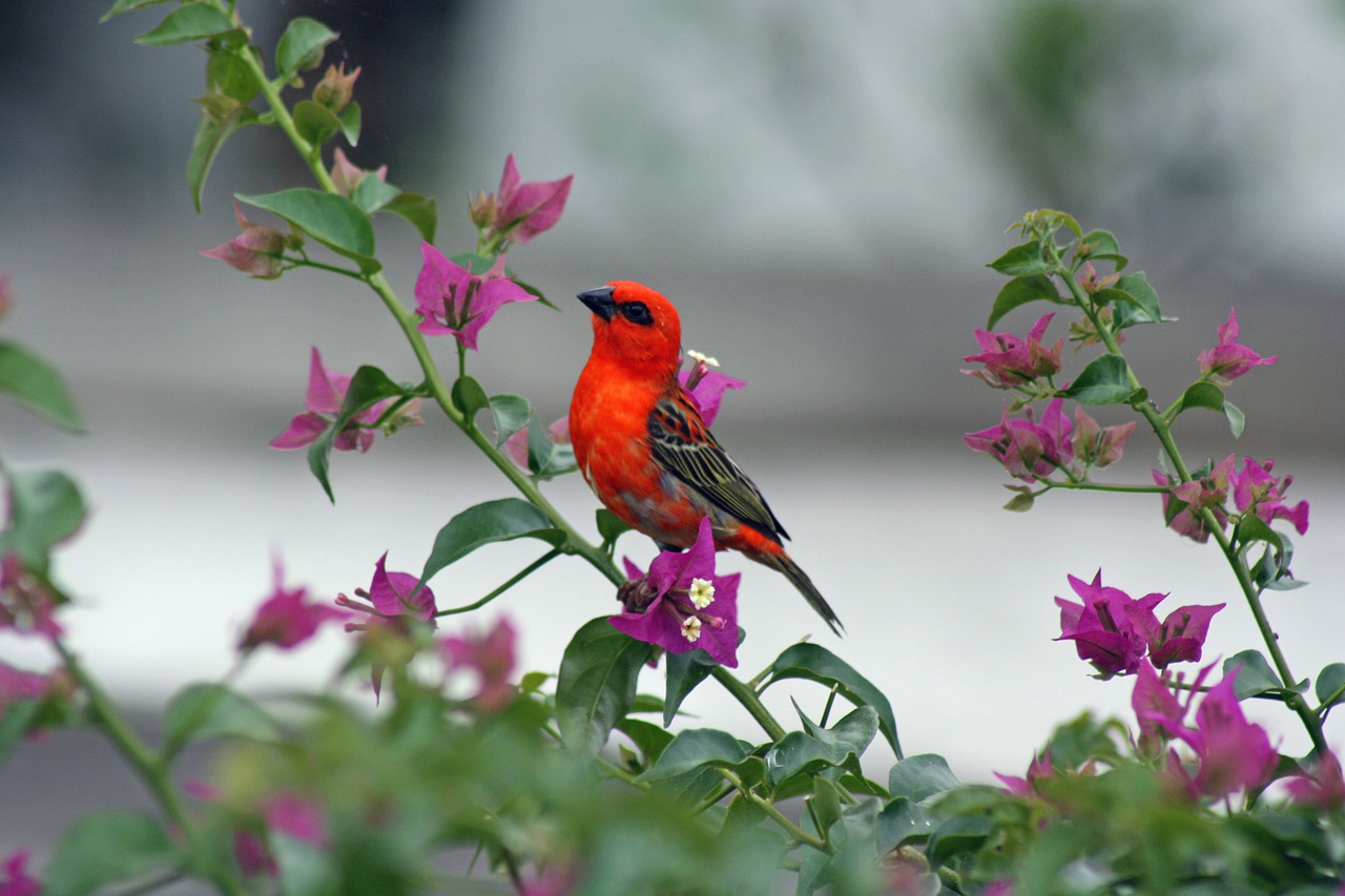 Red-cardinal