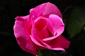 Pink-rose