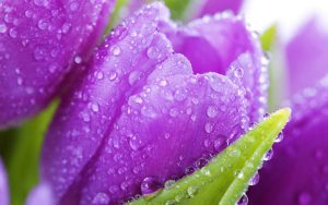 purple-flower-dew
