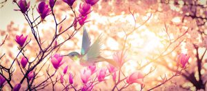 rose-hummingbird.jpg