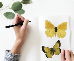 butterfly-journal.jpg