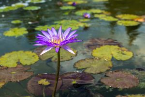 purple-flower-in-pond.jpg