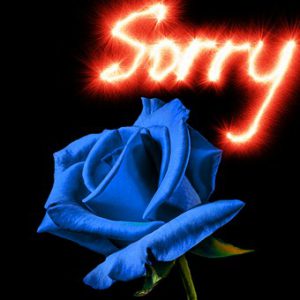 rose-sorry-1327160__340.jpg
