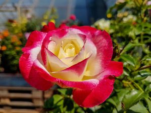 flower-rose.jpg