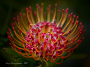 Protea_flower (6).jpg