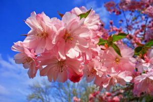 cherry-blossom-3320018__340.jpg