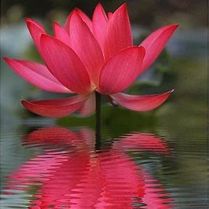 flowers-lotus.jpg