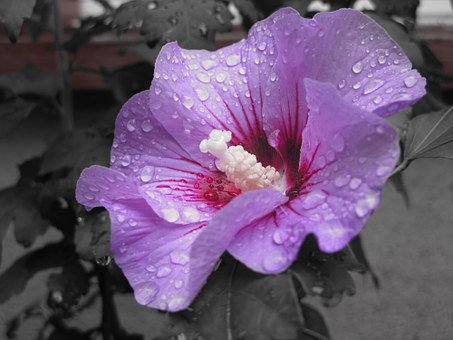 hibiscus-197948__340.jpg