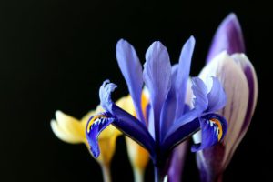 lily-crocus-early-bloom.jpg